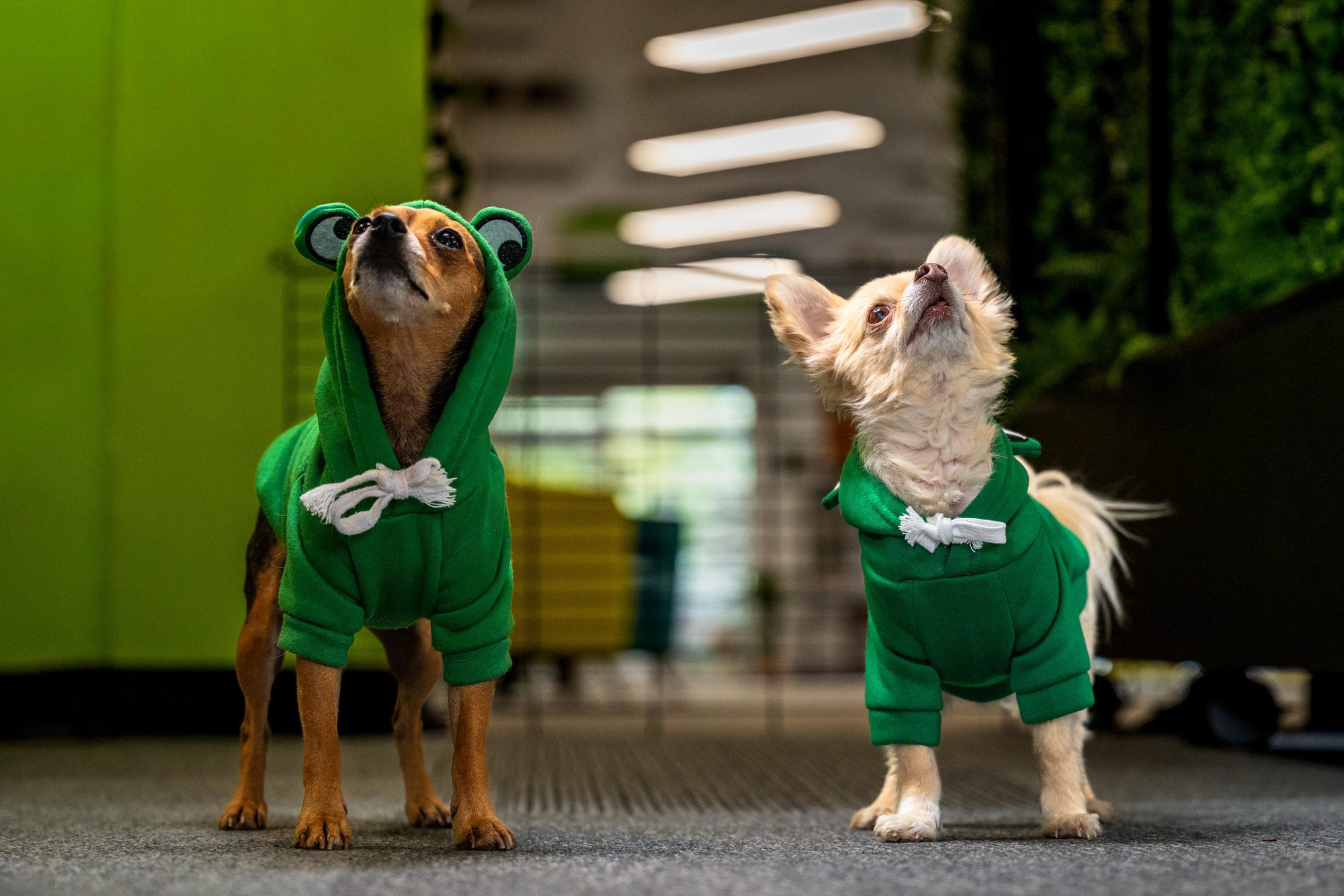 Two small dogs in green frog hoodies, one looking up