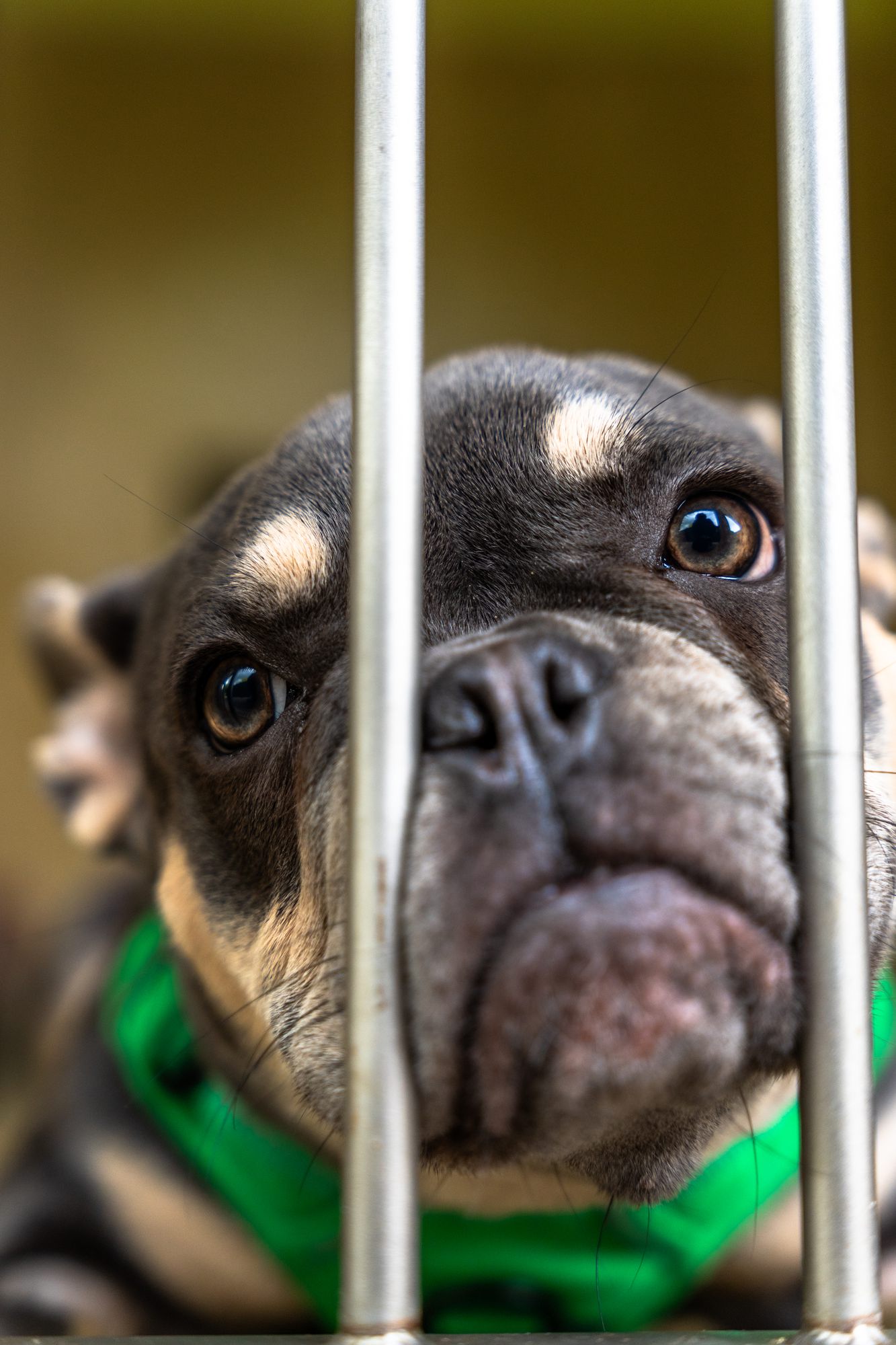 A French bulldog, close up, with soft brown eyes