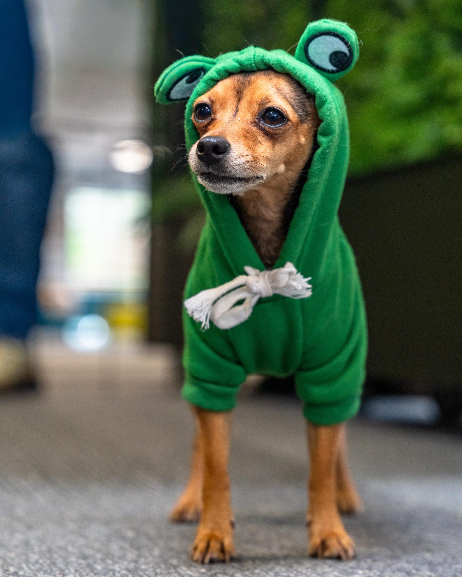 A chihuahua in a green frog hoodie, standing in a bright room