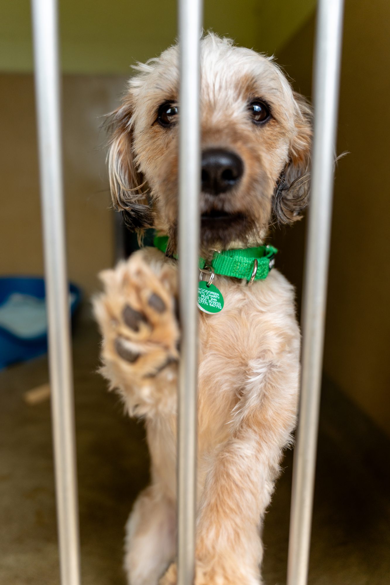A scruffy terrier with a paw raised, looking up