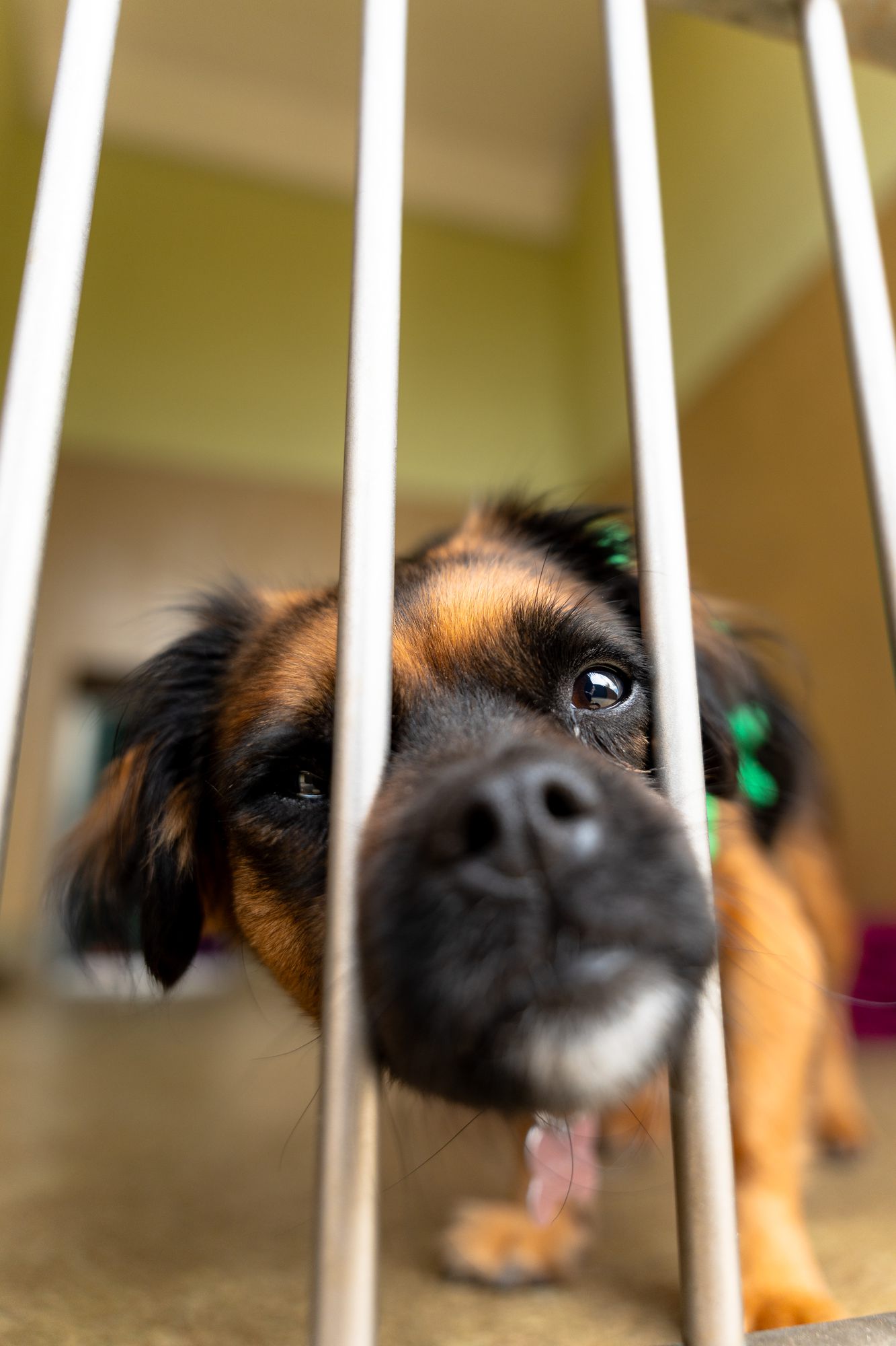 A small dog peeking under a bar