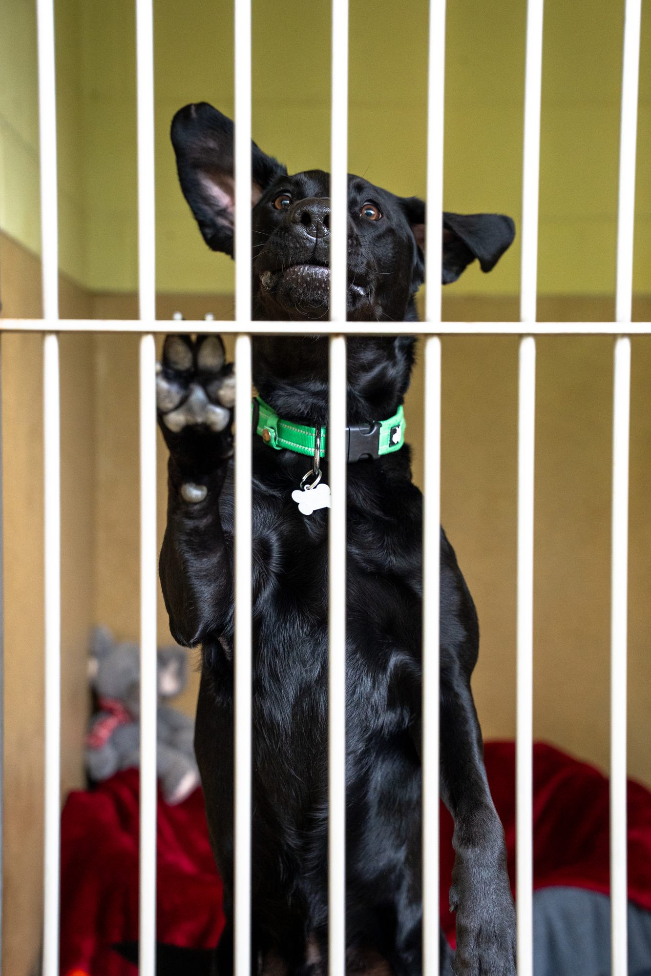 A black dog with both paws up, head tilted